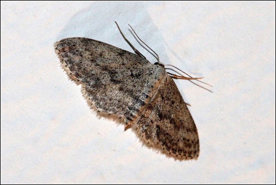 Idaea seriata - szürke apróaraszoló