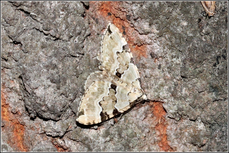 Colostygia pectinataria - zöld levélaraszoló