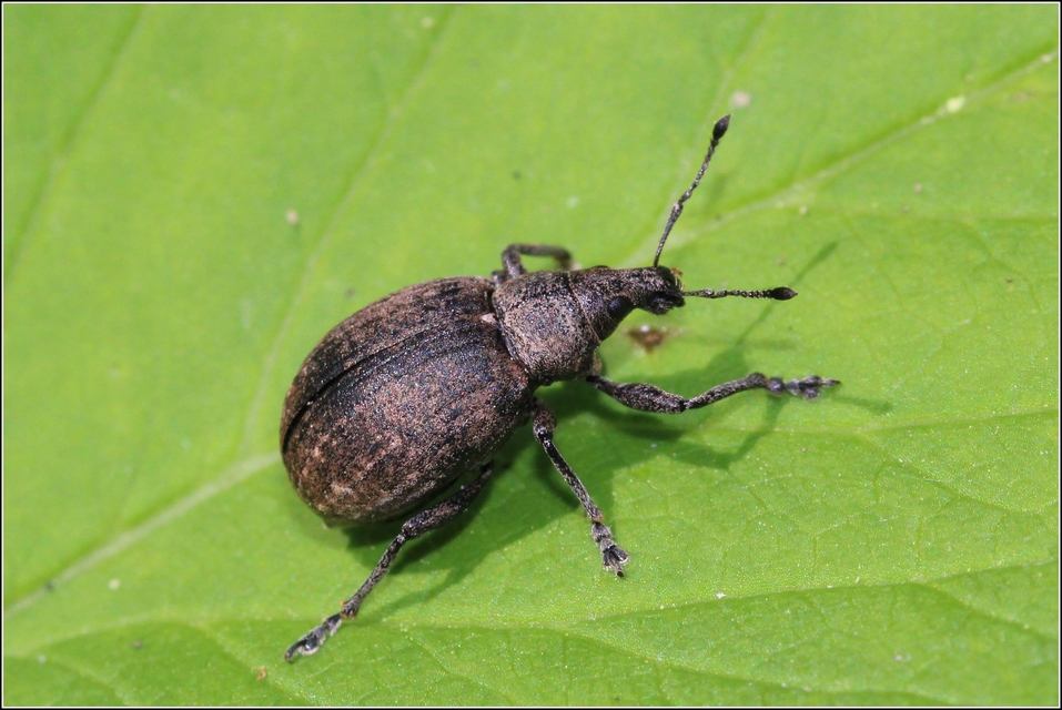 Liophloeus