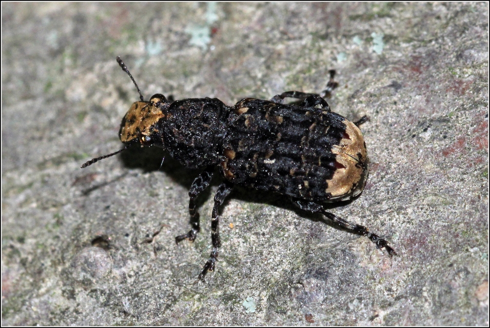 Platyrhinus resinosus - nagy orrosbogár