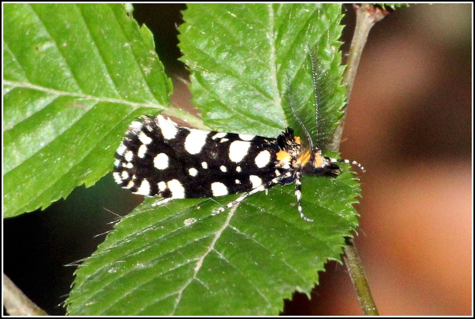Euplocamus anthracinalis - fésűscsápú korhadékmoly