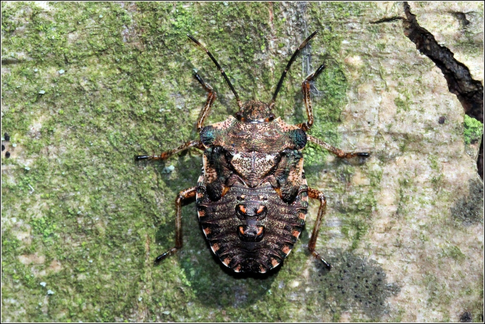 Pentatoma rufipes - vöröslábú címerespoloska Pentatoma rufipes - vöröslábú címerespoloska
