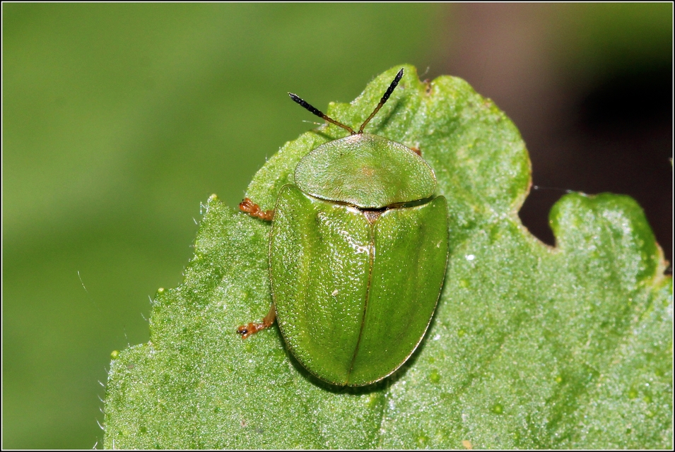 Cassida viridis - zöld pajzsbogár Cassida viridis - zöld pajzsbogár