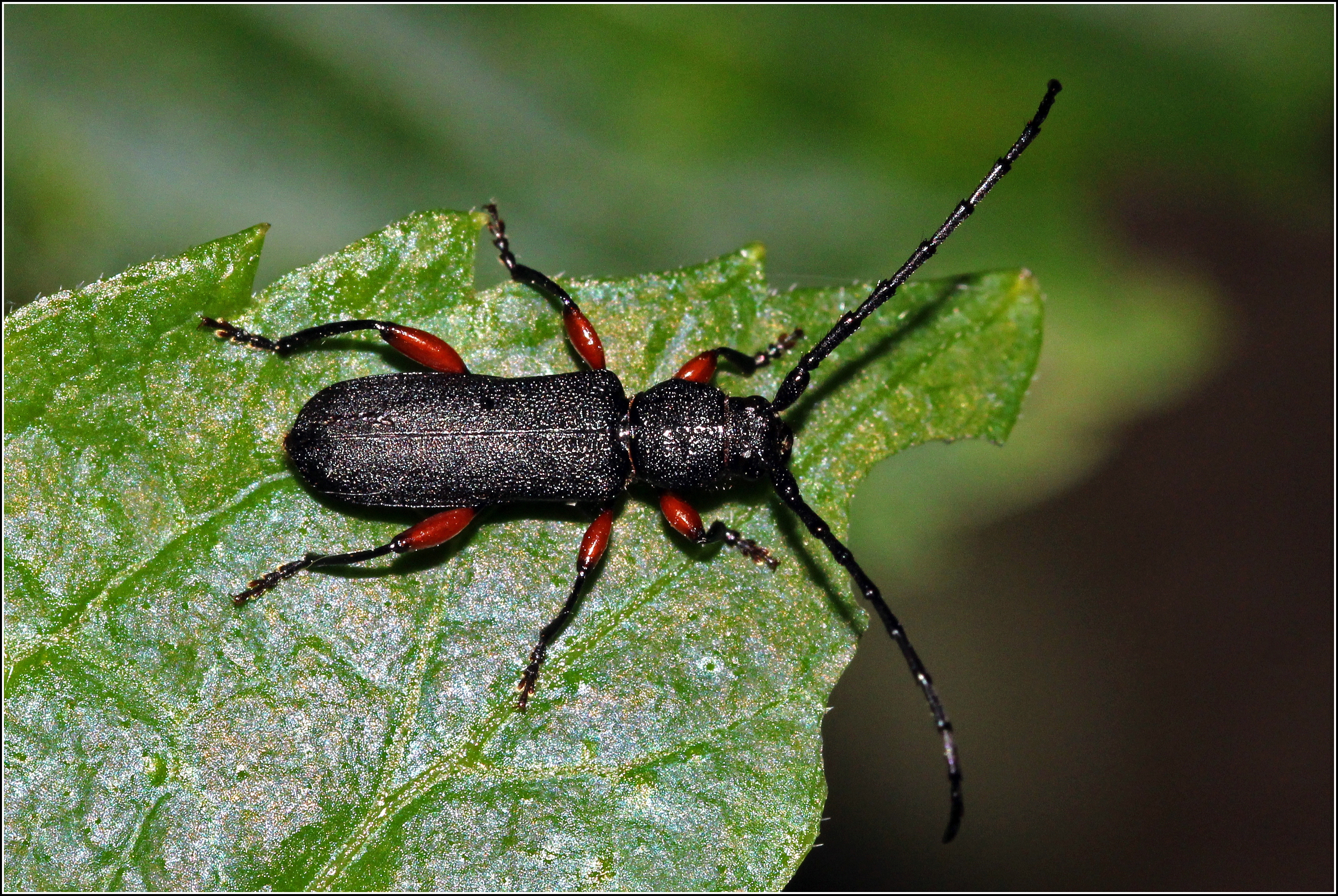 Ropalopus femoratus - vékonycsápú facincér