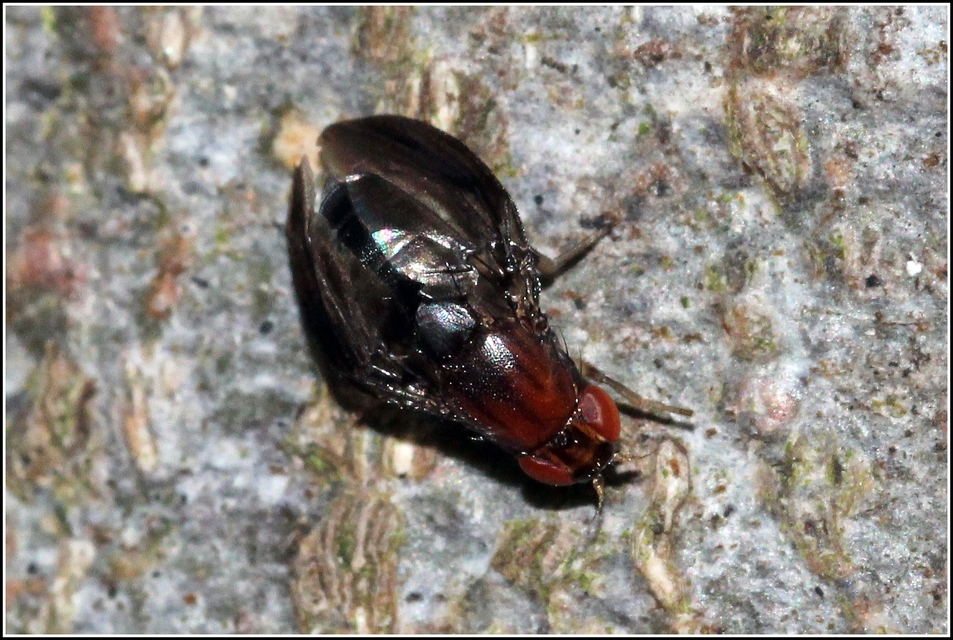 Drosophilidae - muslicafélék