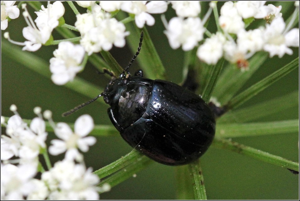 Chrysolina oricalcia - bronzos levélbogár