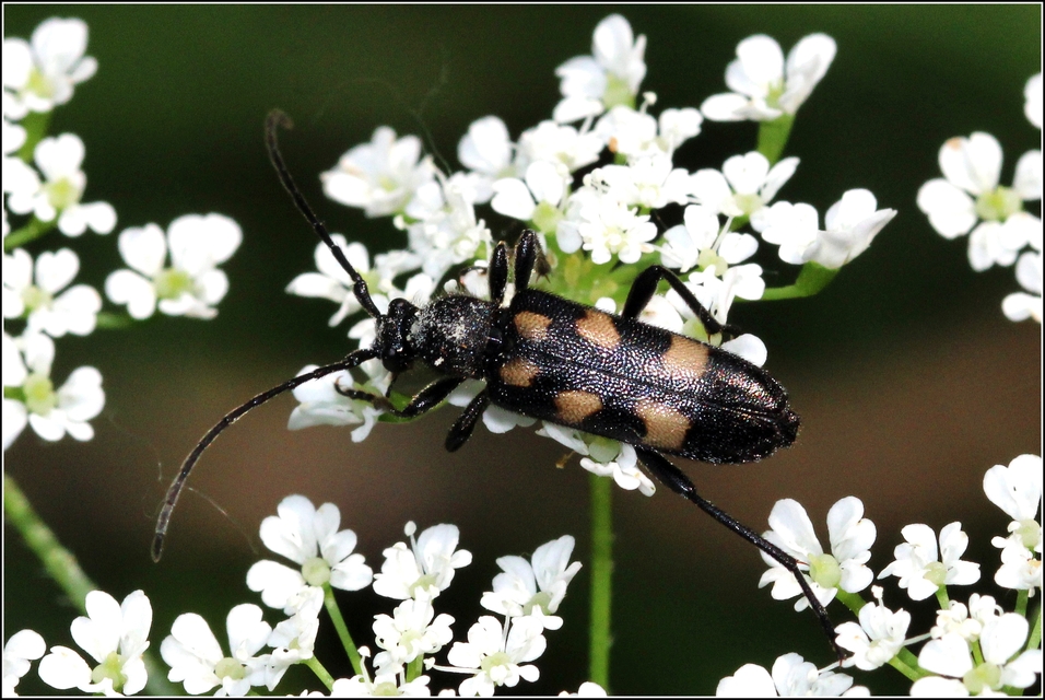 Anoplodera sexguttata - foltos virágcincér