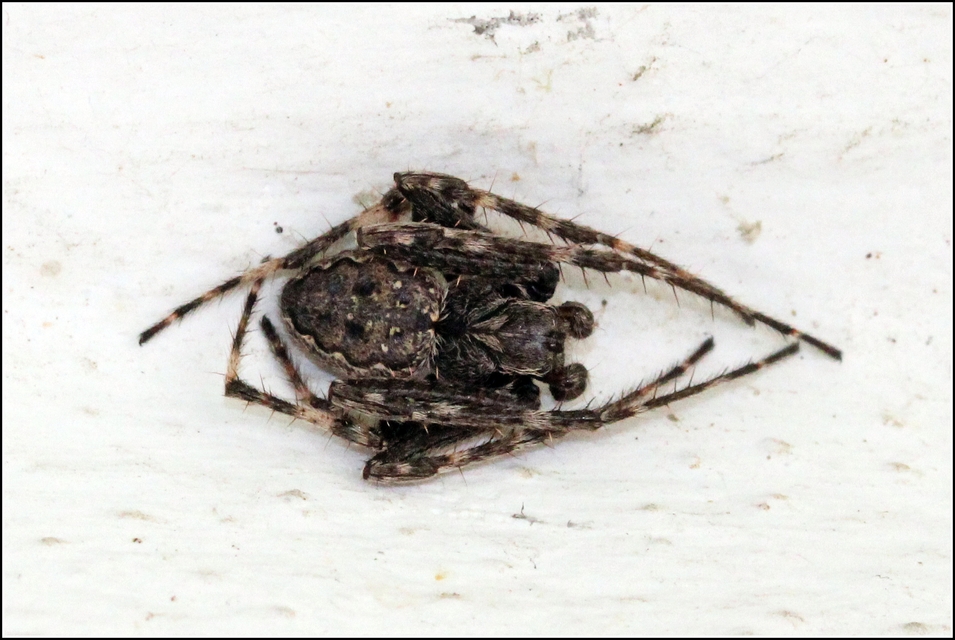 Nuctenea umbratica - közönséges rés-keresztespók