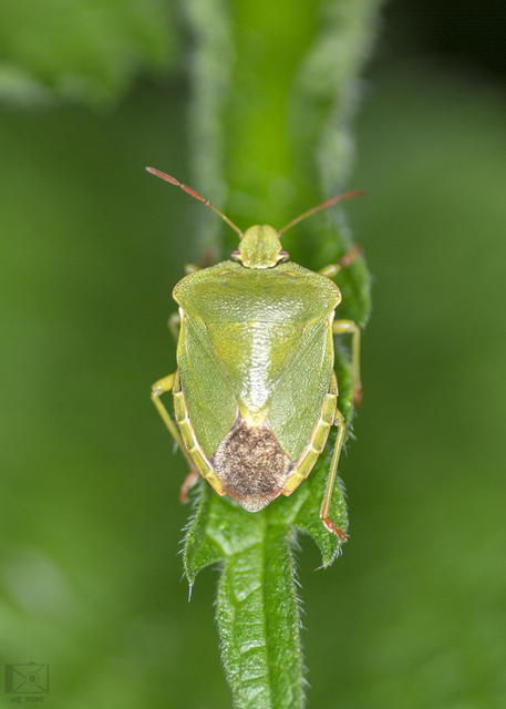 Palomena prasina - zöld bogyómászó-poloska Palomena prasina - zöld bogyómászó-poloska