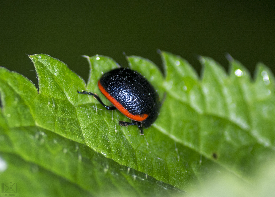 Chrysolina