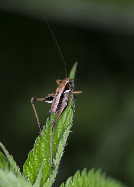Pholidoptera aptera - nagy avarszöcske