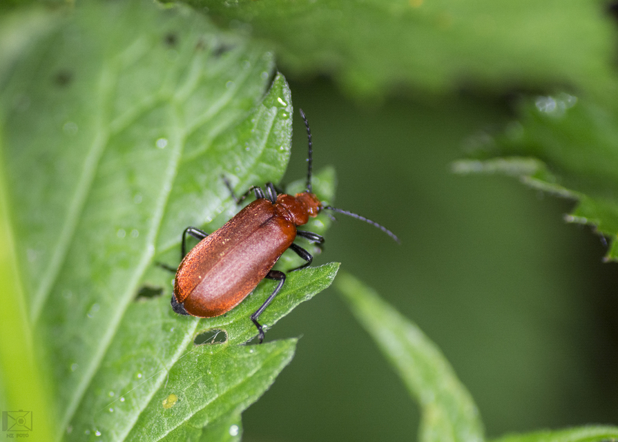 Pyrochroa serraticornis - közép-bíborbogár