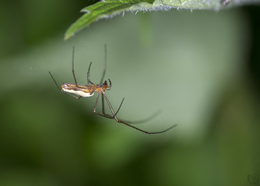 Tetragnatha montana - hegyi állaspók