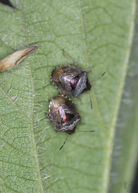 Stagonomus venustissimus - foltos feketefejű-poloska Stagonomus venustissimus - foltos feketefejű-poloska