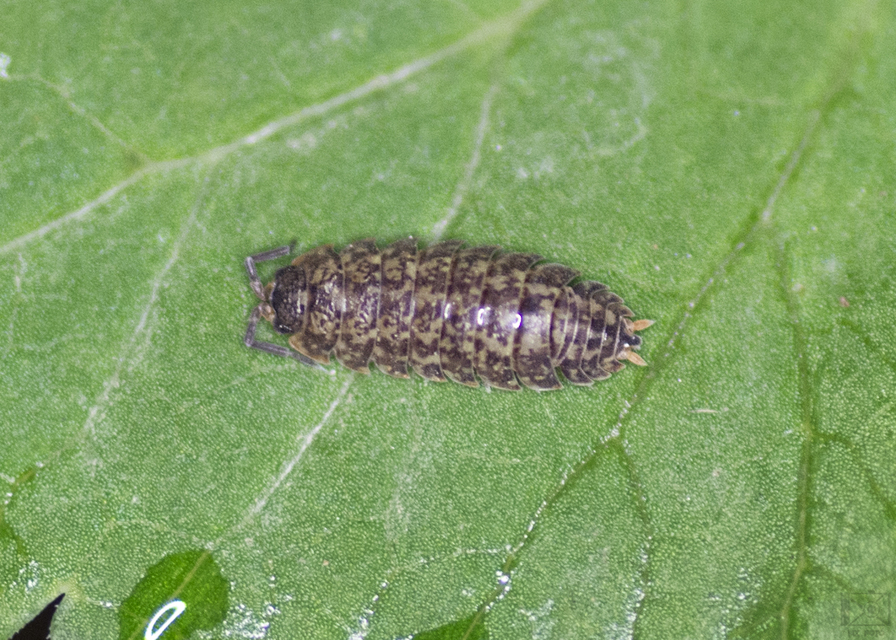 Porcellium collicola - gyakori tarkaászka