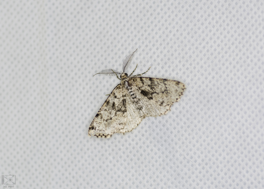 Fagivorina arenaria - bükkfaaraszoló