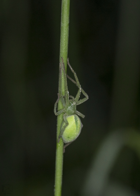 Micrommata virescens - hunyópók