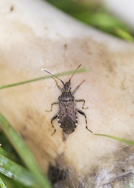 Ceraleptus gracilicornis - tüskéslábú karimáspoloska