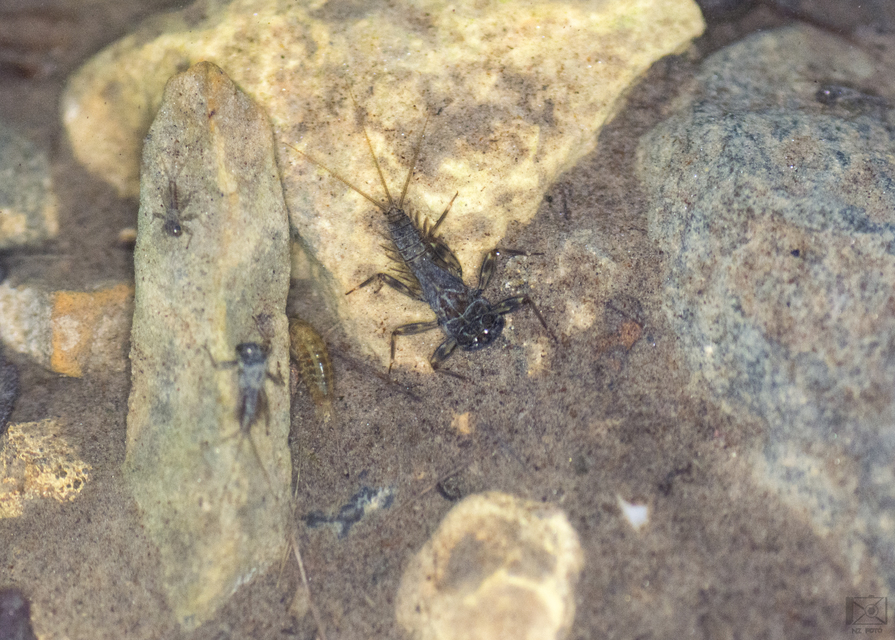 Ephemeroptera - Kérészek