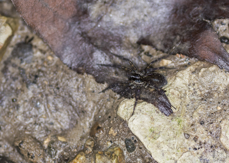 Piratula