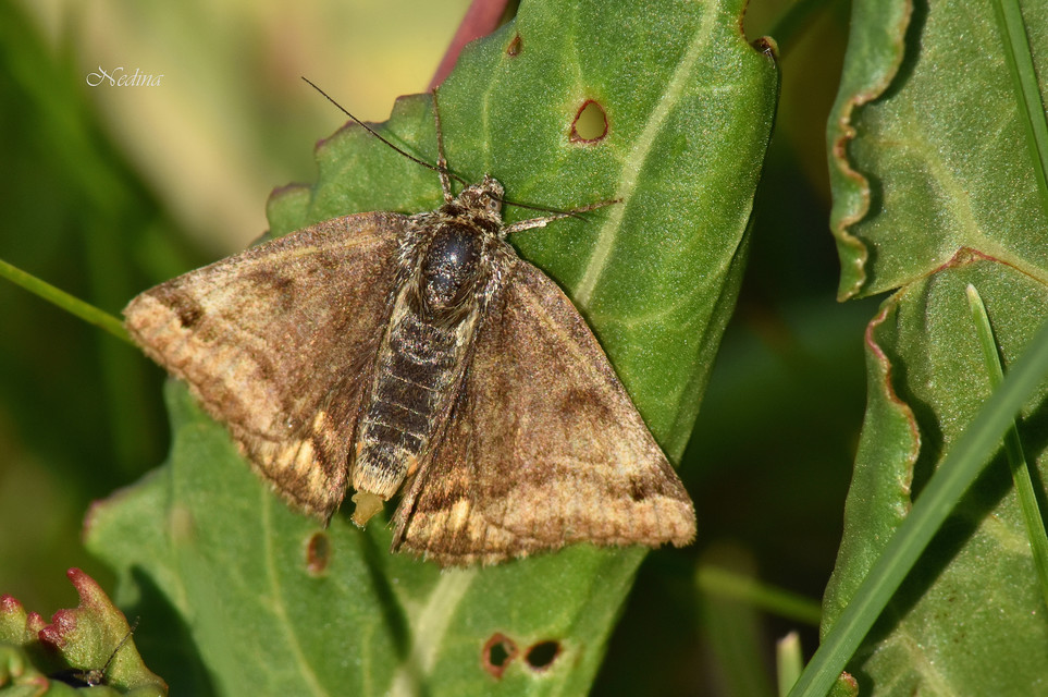 Euclidia glyphica - közönséges nappalibagoly