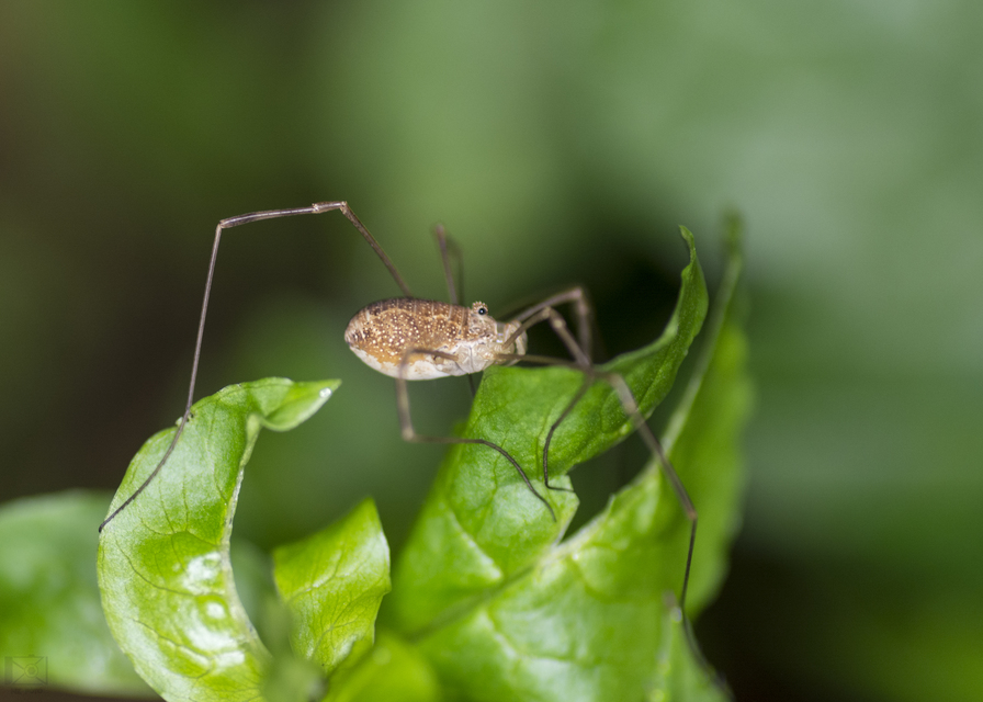 Rilaena triangularis