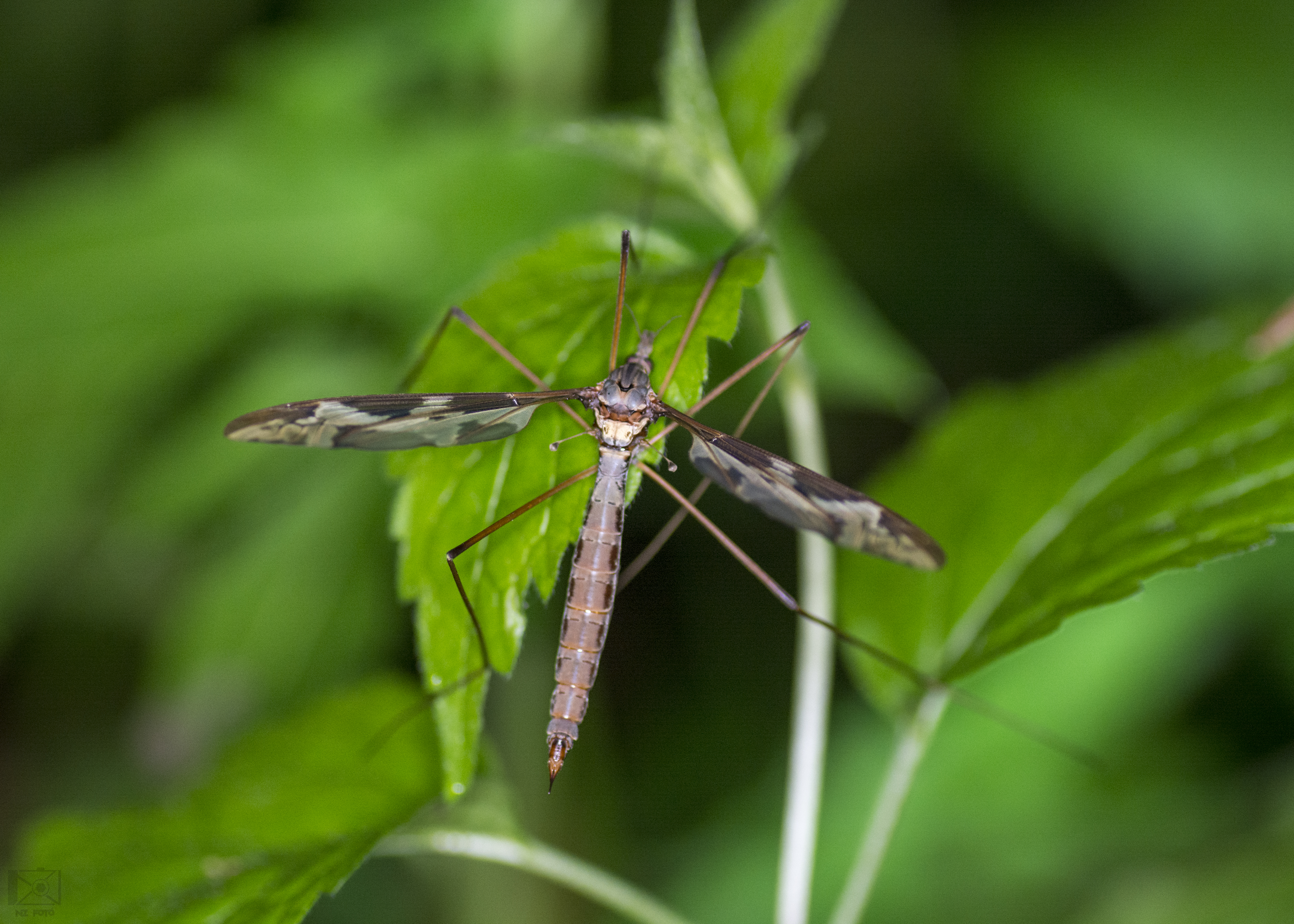 Tipula maxima - Óriáslószúnyog