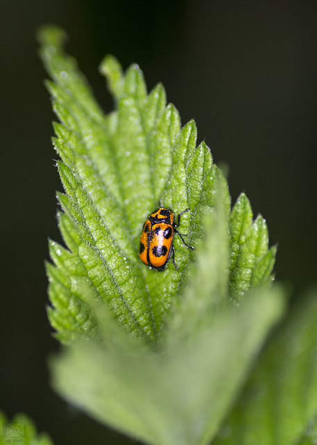 Cryptocephalus sexpunctatus - hatfoltos zömökbogár Cryptocephalus sexpunctatus - hatfoltos zömökbogár