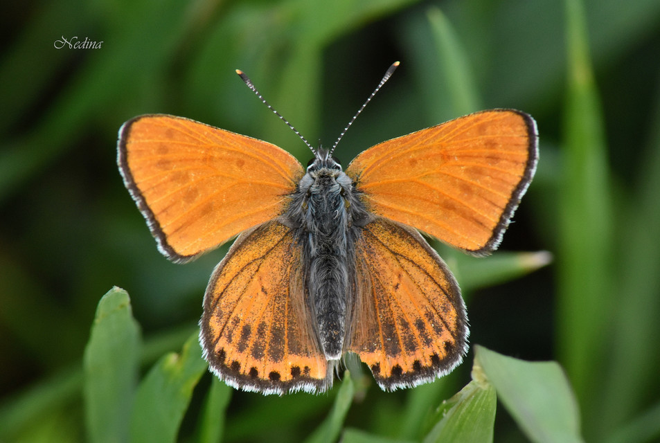 Lycaena thersamon - kis tűzlepke