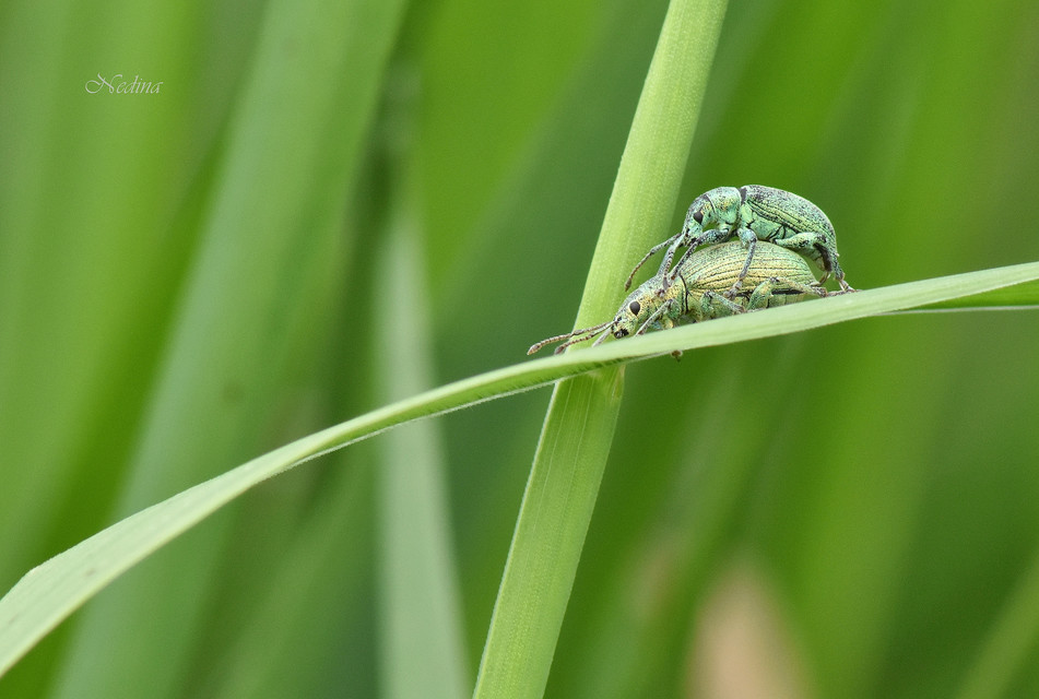 Phyllobius argentatus - ezüstös levélormányos