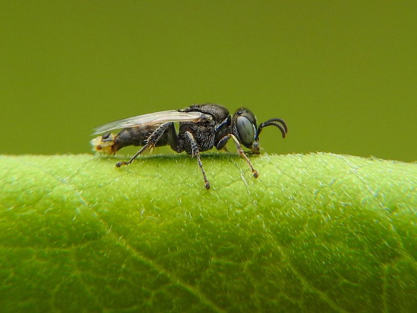 Crabronidae - szitásdarazsak