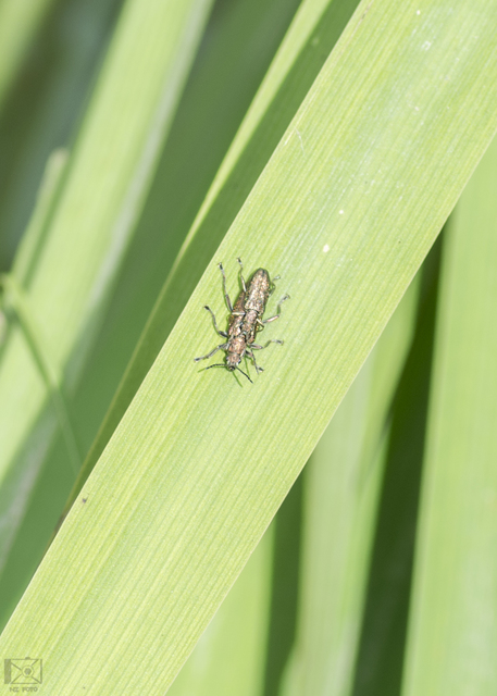 Donacia