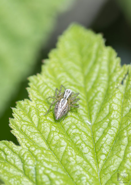 Oxyopes lineatus