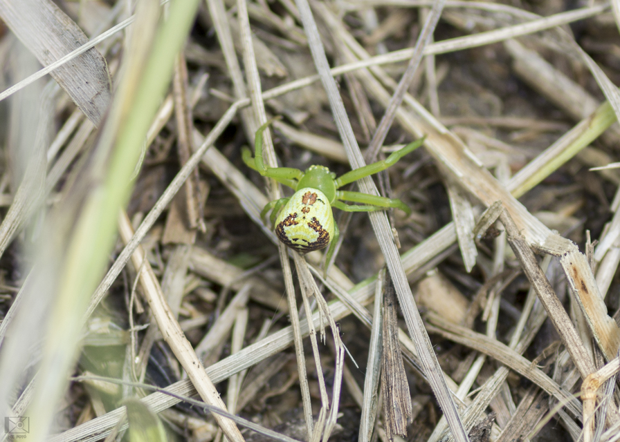 Ebrechtella tricuspidata - alakoskodó karolópók
