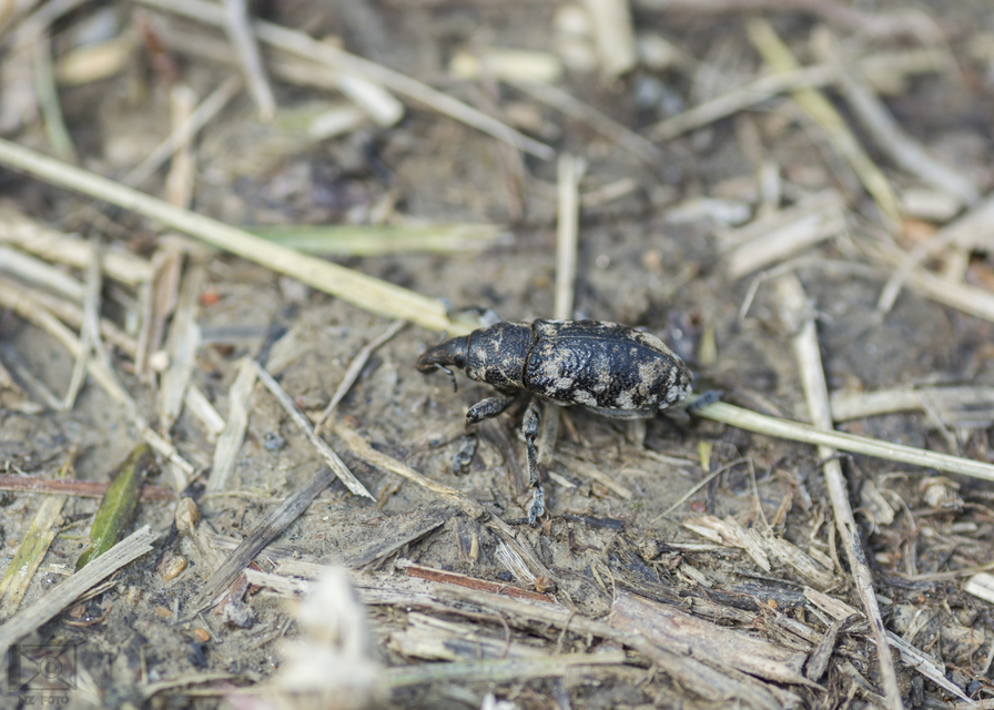 Cyphocleonus dealbatus - márványos barkó