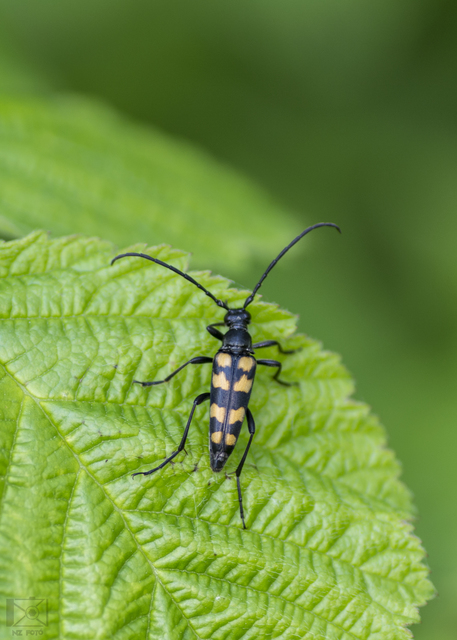 Leptura quadrifasciata - feketeszőrű szalagoscincér
