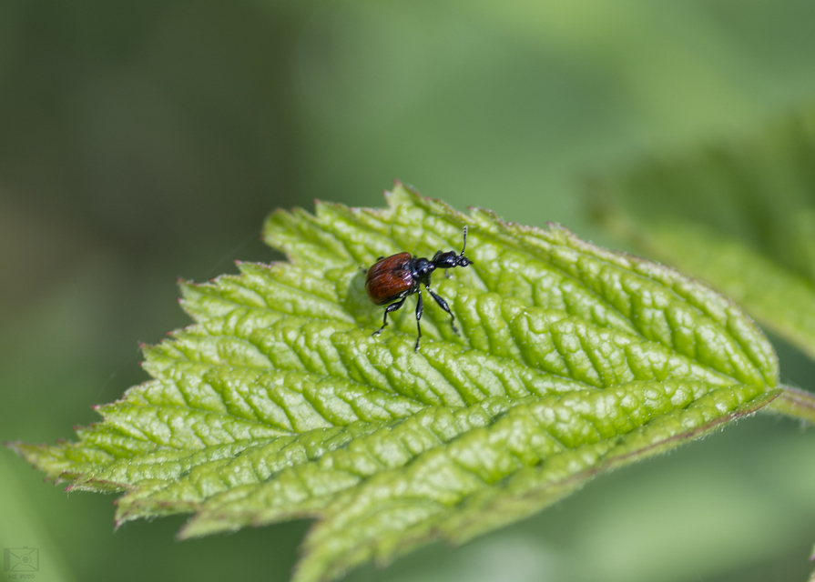 Compsapoderus erythropterus - füzike-levélsodró