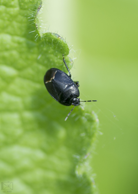 Sehirus Sehirus