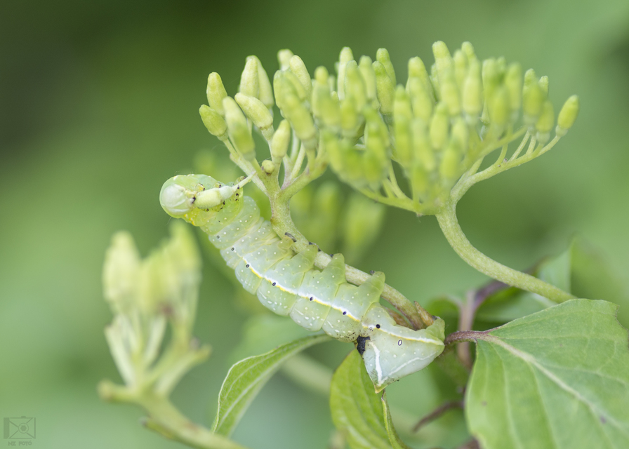 Amphipyra pyramidea - fahéjszínű bagoly