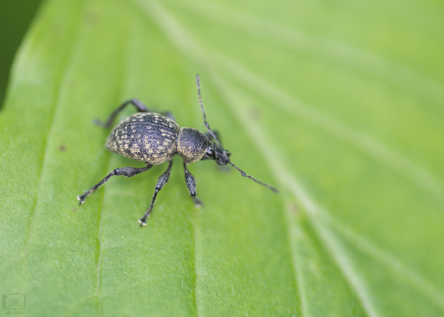 Otiorhynchus multipunctatus - sokpontos gyalogormányos