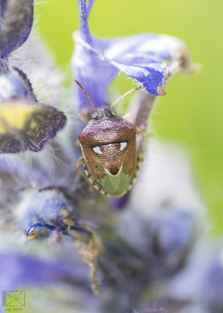 Stagonomus bipunctatus - kétpettyes címerespoloska Stagonomus bipunctatus - kétpettyes címerespoloska