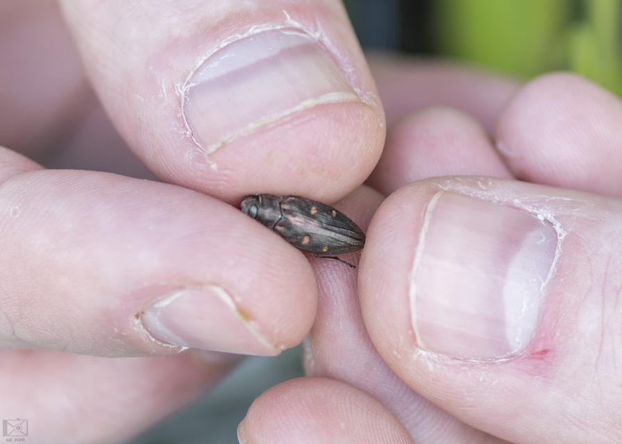 Chrysobothris affinis - aranypettyes díszbogár