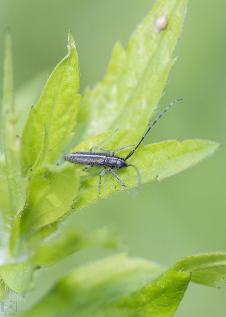 Agapanthia cardui - sávos bogáncscincér
