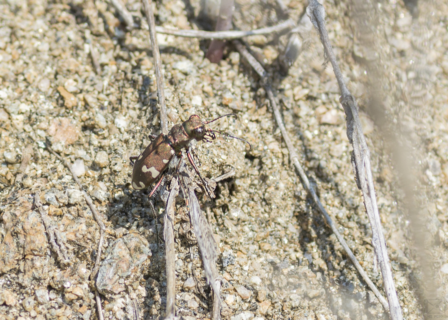 Cicindela soluta pannonica - pannon homokfutrinka