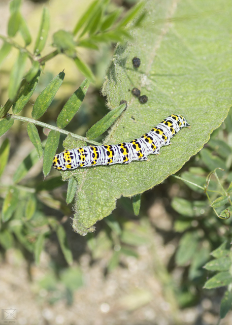Shargacucullia gozmanyi/scrophulariae/verbasci