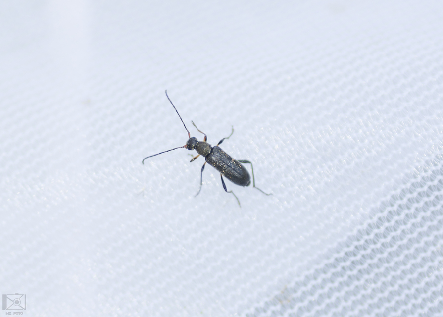 Grammoptera ruficornis - gyűrűscsápú galagonyacincér Grammoptera ruficornis - gyűrűscsápú galagonyacincér