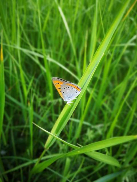 Lycaena dispar rutilus - nagy tűzlepke