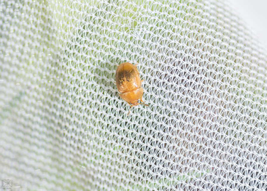 Cychramus luteus - sárga fénybogár Cychramus luteus - sárga fénybogár