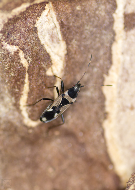 Raglius confusus
