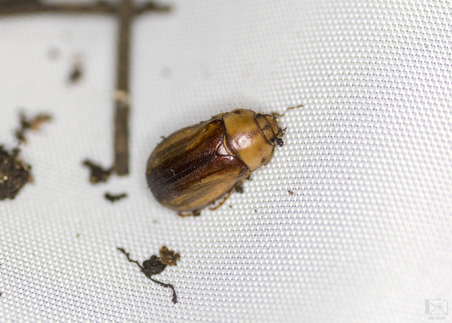 Rhizotrogus aestivus - tavaszvégi cserebogár